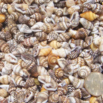 100ks 1-2 cm Prírodnej Morskej Mušle Conch Beach Decor Plavidlá Seashell Morské Akvárium Štýl akvárium Mušlí Conch Embellishment