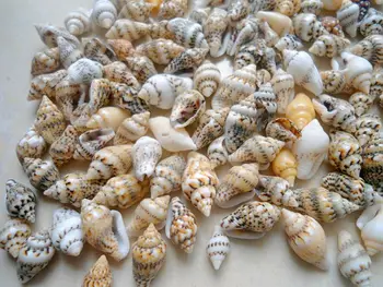 50pcs/Veľa 0.9-1.3 cm Malé Rôzne Conch Domov toysDecoration Materiál, Prírodné Remeselné Seashell Akvarijné Ryby Nádrž na Šírku