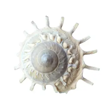 9-12 cm Prírodné Conch Shell Domáce Dekorácie Zber Vzorom Snail Shell Terénne Akváriu Dekorácie Shell